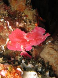 Pink Paperfish - Stringer Reef - Sodwana Bay, South Afric... by Lindsey Smith 